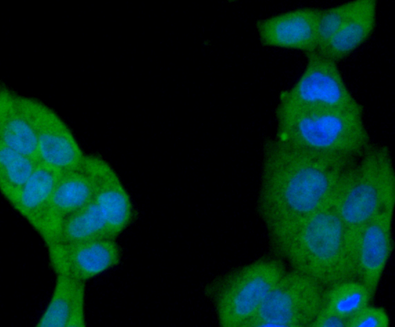 ICC staining of Beclin 1 in Hela cells (green). Formalin fixed cells were permeabilized with 0.1% Triton X-100 in TBS for 10 minutes at room temperature and blocked with 1% Blocker BSA for 15 minutes at room temperature. Cells were probed with the primary antibody (R1509-1, 1/100) for 1 hour at room temperature, washed with PBS. Alexa Fluor®488 Goat anti-Rabbit IgG was used as the secondary antibody at 1/1,000 dilution. The nuclear counter stain is DAPI (blue).