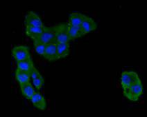 CCL3 Rabbit Polyclonal Antibody - image 1