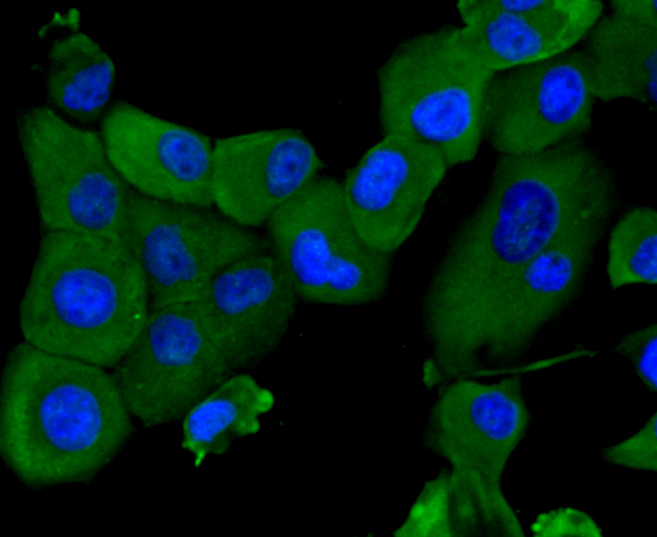 Immunocytochemical staining of PANC-1 cells using anti-HIF-1 alpha rabbit polyclonal antibody.  .