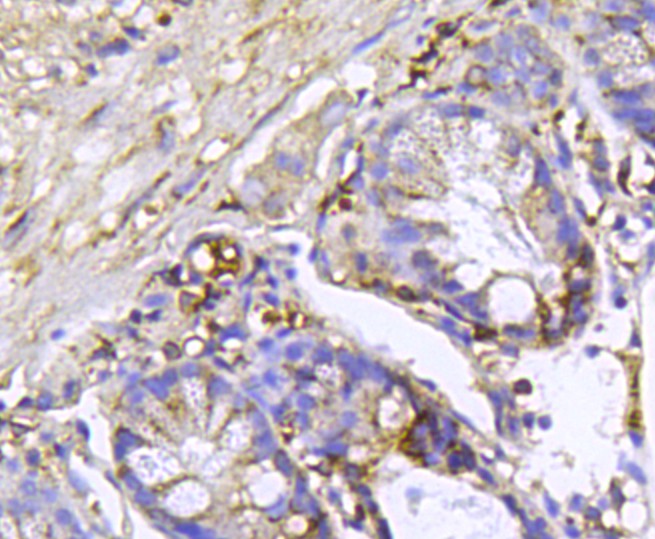 Immunohistochemical analysis of paraffin- embedded mouse colon tissue using anti-HIF-1 alpha rabbit polyclonal antibody.  .