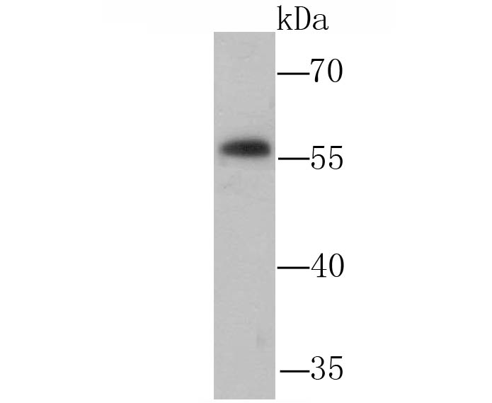 Western blot analysis of NFIB/NF1B2 on PC-12 cell lysate using anti-NFIB/NF1B2 antibody at 1/1,000 dilution.