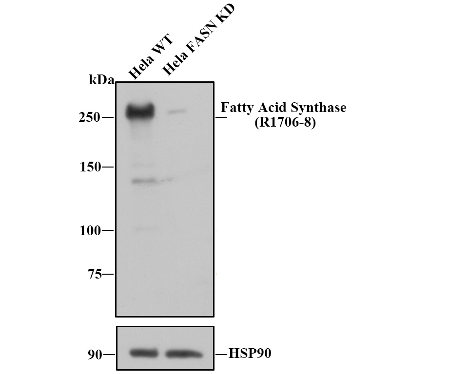 All lanes: Western blot analysis of Fatty Acid Synthase with anti-Fatty Acid Synthase antibody (R1706-8) at 1:1,000 dilution. Lane 1: Wild-type Hela whole cell lysate. Lane 2: FASN knockdown Hela whole cell lysate. R1706-8 was shown to specifically react with FASN in wild-type Hela cells. Weakened band was observed when FASN knockdown samples were tested. Wild-type and FASN knockdown samples were subjected to SDS-PAGE. Proteins were transferred to a PVDF membrane and blocked with 5% NFDM in TBST for 1 hour at room temperature. The primary Anti-FASN antibody (R1706-8, 1/1,000) and Anti-HSP90 antibody (ET1605-56, 1/10,000) were used in 5% BSA at room temperature for 2 hours. Goat Anti-Rabbit IgG H&L (HRP) Secondary Antibody (HA1001) at 1:200,000 dilution was used for 1 hour at room temperature. Cell lysate was provided by Ubigene Biosciences (Ubigene Biosciences Co., Ltd., Guangzhou, China).