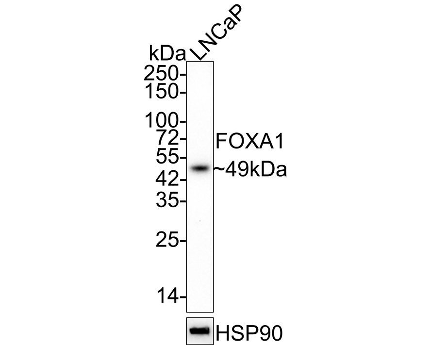 Western blot analysis of FOXA1 on MCF-7 cell lysates. Proteins were transferred to a PVDF membrane and blocked with 5% BSA in PBS for 1 hour at room temperature. The primary antibody (EM1902-34, 1/500) was used in 5% BSA at room temperature for 2 hours. Goat Anti-Mouse IgG - HRP Secondary Antibody (HA1006) at 1:5,000 dilution was used for 1 hour at room temperature.