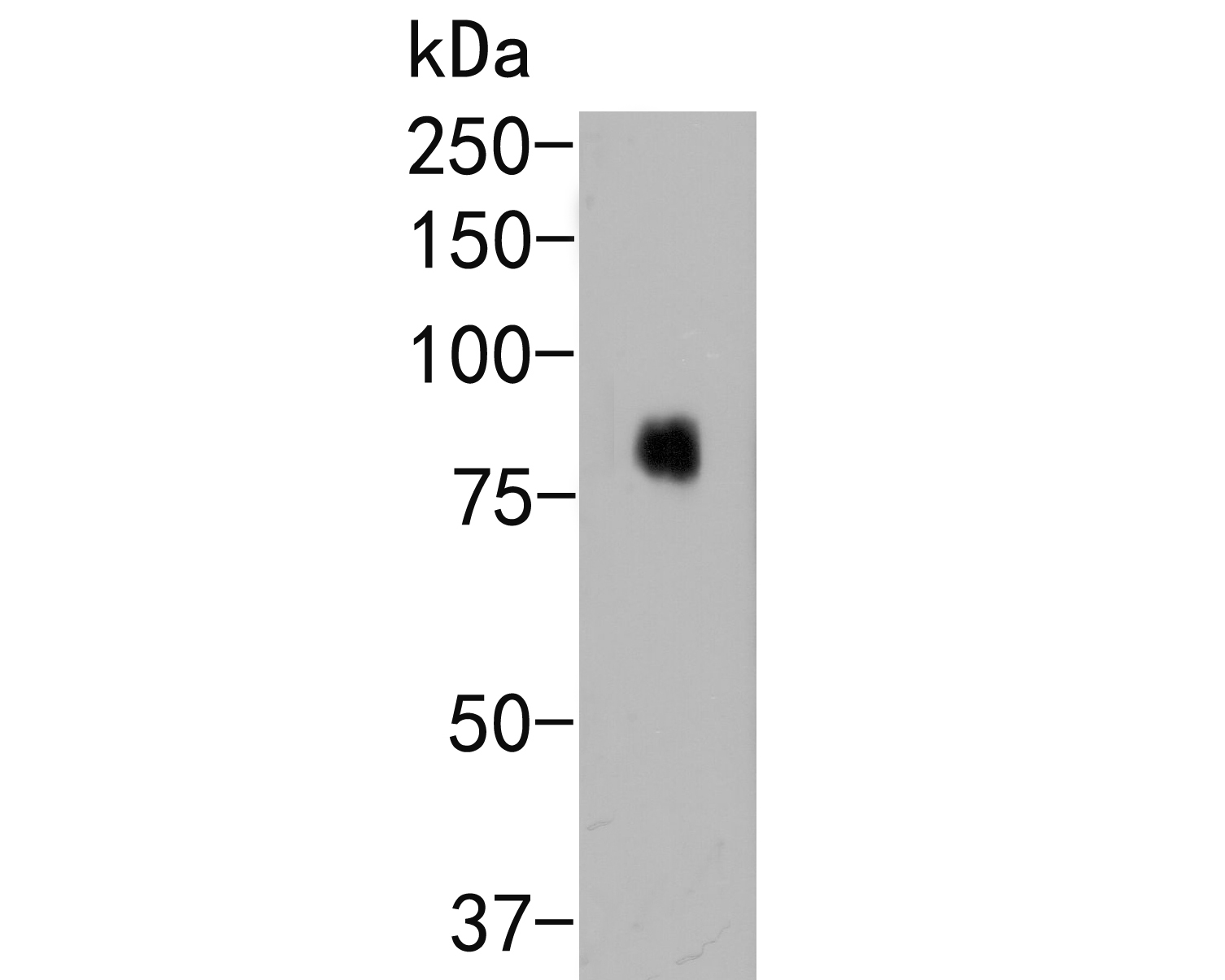 Western blot analysis of SIRP alpha on SW480 cell lysate. Proteins were transferred to a PVDF membrane and blocked with 5% BSA in PBS for 1 hour at room temperature. The primary antibody (EM1902-37, 1/500) was used in 5% BSA at room temperature for 2 hours. Goat Anti-Mouse IgG - HRP Secondary Antibody (HA1006) at 1:5,000 dilution was used for 1 hour at room temperature.