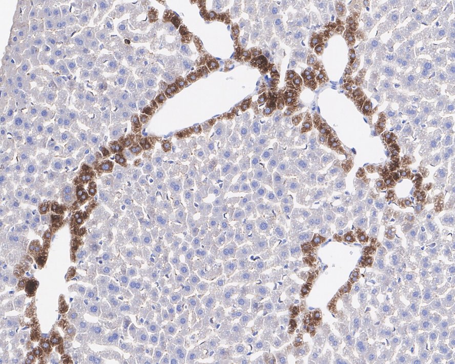 Immunohistochemical analysis of paraffin-embedded mouse liver tissue using anti-Glutamine Synthetase antibody. The section was pre-treated using heat mediated antigen retrieval with Tris-EDTA buffer (pH 8.0-8.4) for 20 minutes.The tissues were blocked in 5% BSA for 30 minutes at room temperature, washed with ddH2O and PBS, and then probed with the primary antibody (EM1902-39, 1/400) for 30 minutes at room temperature. The detection was performed using an HRP conjugated compact polymer system. DAB was used as the chromogen. Tissues were counterstained with hematoxylin and mounted with DPX.