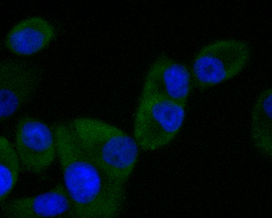 ICC staining of SV2B in PANC-1 cells (green). Formalin fixed cells were permeabilized with 0.1% Triton X-100 in TBS for 10 minutes at room temperature and blocked with 1% Blocker BSA for 15 minutes at room temperature. Cells were probed with the primary antibody (EM1902-40, 1/50) for 1 hour at room temperature, washed with PBS. Alexa Fluor®488 Goat anti-Mouse IgG was used as the secondary antibody at 1/1,000 dilution. The nuclear counter stain is DAPI (blue).