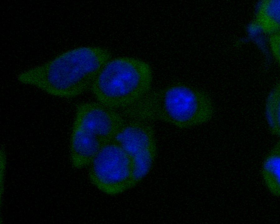 ICC staining of SV2B in F9 cells (green). Formalin fixed cells were permeabilized with 0.1% Triton X-100 in TBS for 10 minutes at room temperature and blocked with 1% Blocker BSA for 15 minutes at room temperature. Cells were probed with the primary antibody (EM1902-40, 1/50) for 1 hour at room temperature, washed with PBS. Alexa Fluor®488 Goat anti-Mouse IgG was used as the secondary antibody at 1/1,000 dilution. The nuclear counter stain is DAPI (blue).