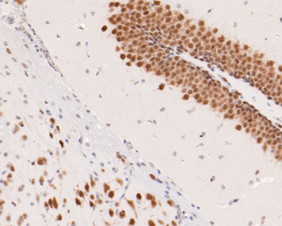 Immunohistochemical analysis of paraffin-embedded mouse brain tissue using anti-CELF2 antibody. The section was pre-treated using heat mediated antigen retrieval with sodium citrate buffer (pH 6.0) for 20 minutes. The tissues were blocked in 5% BSA for 30 minutes at room temperature, washed with ddH2O and PBS, and then probed with the primary antibody (EM1902-41, 1/400)  for 30 minutes at room temperature. The detection was performed using an HRP conjugated compact polymer system. DAB was used as the chromogen. Tissues were counterstained with hematoxylin and mounted with DPX.