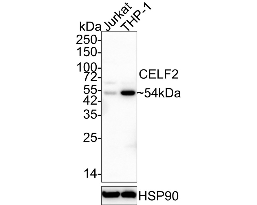 Western blot analysis of CELF2 on PC-3M cell lysates. Proteins were transferred to a PVDF membrane and blocked with 5% BSA in PBS for 1 hour at room temperature. The primary antibody (EM1902-43, 1/500) was used in 5% BSA at room temperature for 2 hours. Goat Anti-Mouse IgG - HRP Secondary Antibody (HA1006) at 1:5,000 dilution was used for 1 hour at room temperature.