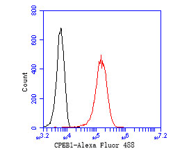 Flow cytometric analysis of CPEB1 was done on K562 cells. The cells were fixed, permeabilized and stained with the primary antibody (ER1902-89, 1/50) (red). After incubation of the primary antibody at room temperature for an hour, the cells were stained with a Alexa Fluor 488-conjugated Goat anti-Rabbit IgG Secondary antibody at 1/1000 dilution for 30 minutes.Unlabelled sample was used as a control (cells without incubation with primary antibody; black).