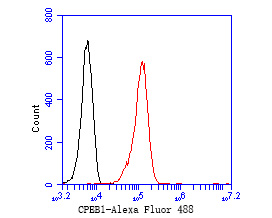 Flow cytometric analysis of CPEB1 was done on K562 cells. The cells were fixed, permeabilized and stained with the primary antibody (ER1902-92, 1/50) (red). After incubation of the primary antibody at room temperature for an hour, the cells were stained with a Alexa Fluor 488-conjugated Goat anti-Rabbit IgG Secondary antibody at 1/1000 dilution for 30 minutes.Unlabelled sample was used as a control (cells without incubation with primary antibody; black).