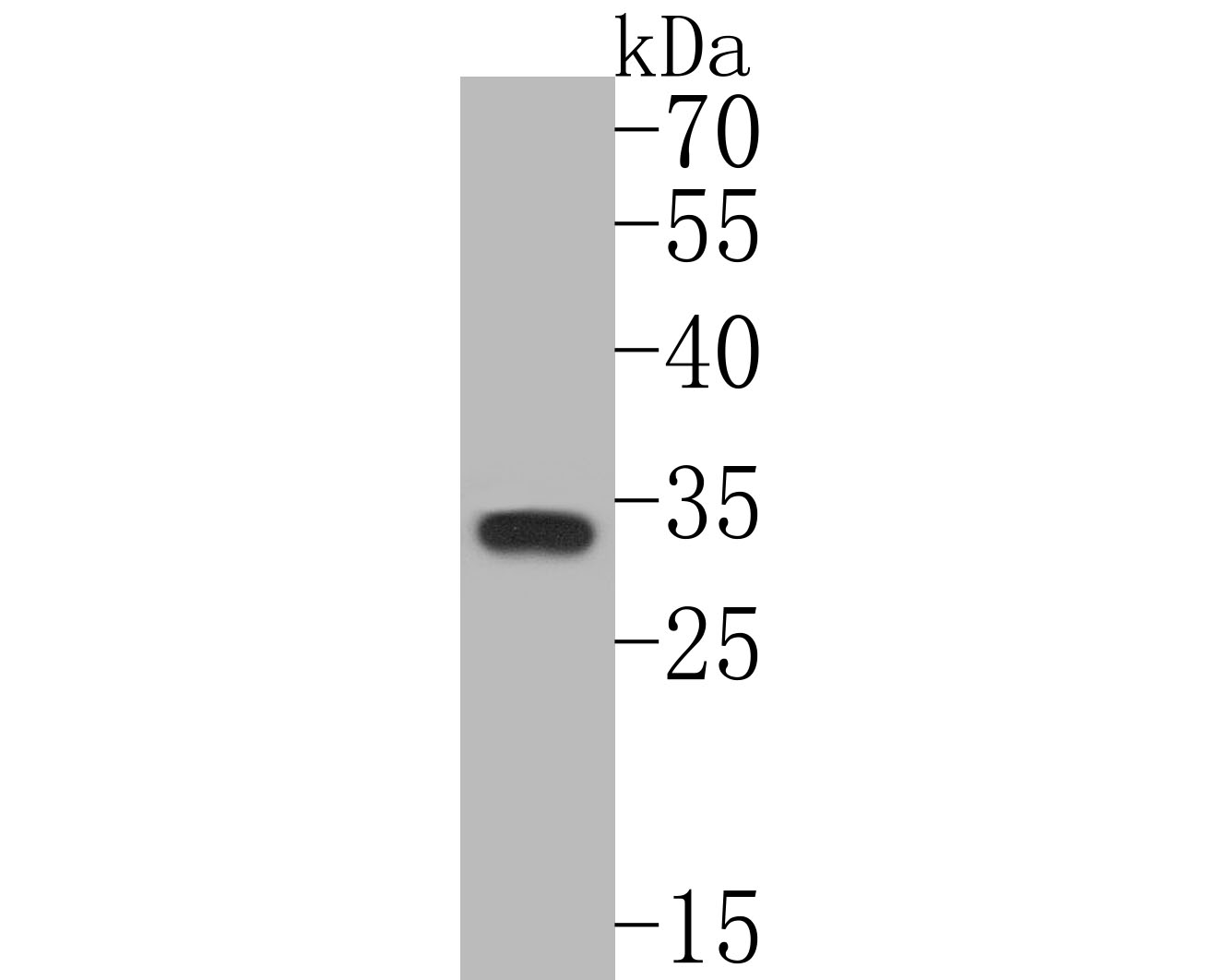 Western blot analysis of PYCR1 on HepG2 cell lysates. Proteins were transferred to a PVDF membrane and blocked with 5% BSA in PBS for 1 hour at room temperature. The primary antibody (ER1902-94, 1/500) was used in 5% BSA at room temperature for 2 hours. Goat Anti-Rabbit IgG - HRP Secondary Antibody (HA1001) at 1:5,000 dilution was used for 1 hour at room temperature.