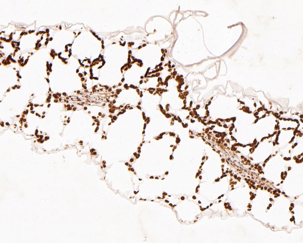 Immunohistochemical analysis of paraffin-embedded A. thaliana tissue using anti-AtGLP7 antibody. The section was pre-treated using heat mediated antigen retrieval with Tris-EDTA buffer (pH 8.0-8.4) for 20 minutes.The tissues were blocked in 5% BSA for 30 minutes at room temperature, washed with ddH2O and PBS, and then probed with the primary antibody (ER2001-03, 1/200) for 30 minutes at room temperature. The detection was performed using an HRP conjugated compact polymer system. DAB was used as the chromogen. Tissues were counterstained with hematoxylin and mounted with DPX.