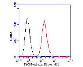 Flow cytometric analysis of FYCO1 was done on 293 cells. The cells were fixed, permeabilized and stained with the primary antibody (ER2001-04, 1/50) (red). After incubation of the primary antibody at room temperature for an hour, the cells were stained with a Alexa Fluor 488-conjugated Goat anti-Rabbit IgG Secondary antibody at 1/1000 dilution for 30 minutes.Unlabelled sample was used as a control (cells without incubation with primary antibody; black).
