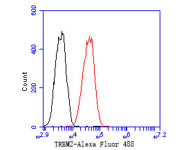 Flow cytometric analysis of TREM2 was done on THP-1 cells. The cells were fixed, permeabilized and stained with the primary antibody (ER2001-05, 1/50) (red). After incubation of the primary antibody at room temperature for an hour, the cells were stained with a Alexa Fluor 488-conjugated Goat anti-Rabbit IgG Secondary antibody at 1/1000 dilution for 30 minutes.Unlabelled sample was used as a control (cells without incubation with primary antibody; black).