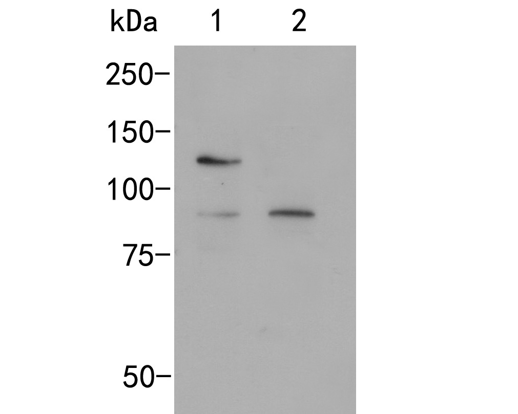 Western blot analysis of SAP97 on different lysates. Proteins were transferred to a PVDF membrane and blocked with 5% BSA in PBS for 1 hour at room temperature. The primary antibody (ER2001-07, 1/500) was used in 5% BSA at room temperature for 2 hours. Goat Anti-Rabbit IgG - HRP Secondary Antibody (HA1001) at 1:5,000 dilution was used for 1 hour at room temperature.<br />
Positive control: <br />
Lane 1: Siha cell lysate<br />
Lane 2: A431 cell lysate