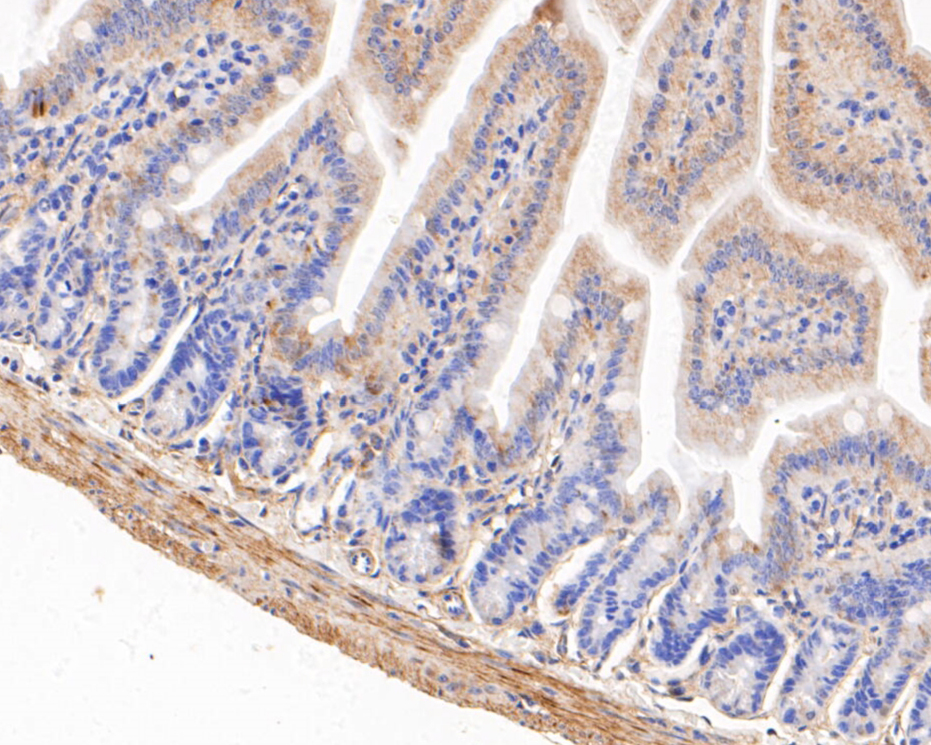 Immunohistochemical analysis of paraffin-embedded mouse colon tissue using anti-SAP97 antibody. The section was pre-treated using heat mediated antigen retrieval with Tris-EDTA buffer (pH 8.0-8.4) for 20 minutes.The tissues were blocked in 5% BSA for 30 minutes at room temperature, washed with ddH2O and PBS, and then probed with the primary antibody (ER2001-07, 1/50) for 30 minutes at room temperature. The detection was performed using an HRP conjugated compact polymer system. DAB was used as the chromogen. Tissues were counterstained with hematoxylin and mounted with DPX.