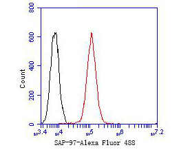 Flow cytometric analysis of SAP97 was done on A431 cells. The cells were fixed, permeabilized and stained with the primary antibody (ER2001-07, 1/50) (red). After incubation of the primary antibody at room temperature for an hour, the cells were stained with a Alexa Fluor 488-conjugated Goat anti-Rabbit IgG Secondary antibody at 1/1000 dilution for 30 minutes.Unlabelled sample was used as a control (cells without incubation with primary antibody; black).