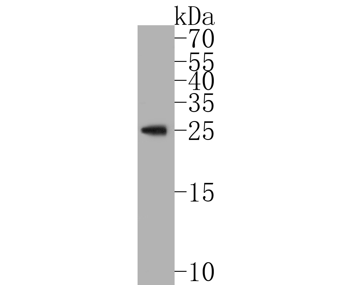 Western blot analysis of RAB27B on U937 cell lysates. Proteins were transferred to a PVDF membrane and blocked with 5% BSA in PBS for 1 hour at room temperature. The primary antibody (ER2001-10, 1/500) was used in 5% BSA at room temperature for 2 hours. Goat Anti-Rabbit IgG - HRP Secondary Antibody (HA1001) at 1:5,000 dilution was used for 1 hour at room temperature.