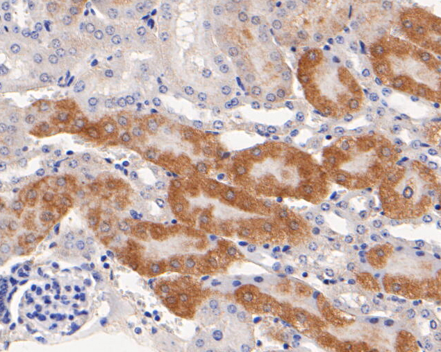 Immunohistochemical analysis of paraffin-embedded mouse kidney  tissue using anti-GOLGA7 antibody. The section was pre-treated using heat mediated antigen retrieval with Tris-EDTA buffer (pH 8.0-8.4) for 20 minutes.The tissues were blocked in 5% BSA for 30 minutes at room temperature, washed with ddH2O and PBS, and then probed with the primary antibody (ER2001-22, 1/200) for 30 minutes at room temperature. The detection was performed using an HRP conjugated compact polymer system. DAB was used as the chromogen. Tissues were counterstained with hematoxylin and mounted with DPX.