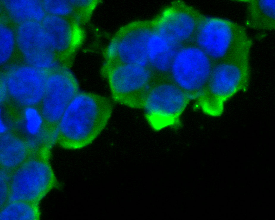ICC staining of KCNQ4 in 293T cells (green). Formalin fixed cells were permeabilized with 0.1% Triton X-100 in TBS for 10 minutes at room temperature and blocked with 1% Blocker BSA for 15 minutes at room temperature. Cells were probed with the primary antibody (ER2001-23, 1/100) for 1 hour at room temperature, washed with PBS. Alexa Fluor®488 Goat anti-Rabbit IgG was used as the secondary antibody at 1/100 dilution. The nuclear counter stain is DAPI (blue).