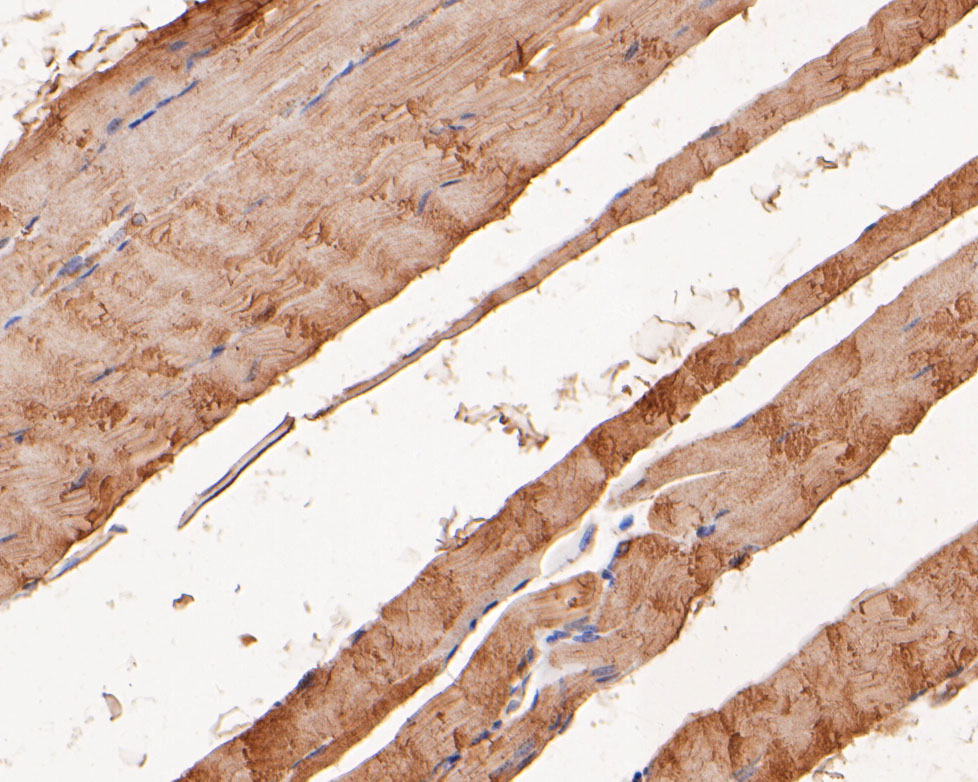 Immunohistochemical analysis of paraffin-embedded  rat smooth muscle tissue using anti-KCNQ4 antibody. The section was pre-treated using heat mediated antigen retrieval with Tris-EDTA buffer (pH 8.0-8.4) for 20 minutes.The tissues were blocked in 5% BSA for 30 minutes at room temperature, washed with ddH2O and PBS, and then probed with the primary antibody (ER2001-23, 1/200) for 30 minutes at room temperature. The detection was performed using an HRP conjugated compact polymer system. DAB was used as the chromogen. Tissues were counterstained with hematoxylin and mounted with DPX.