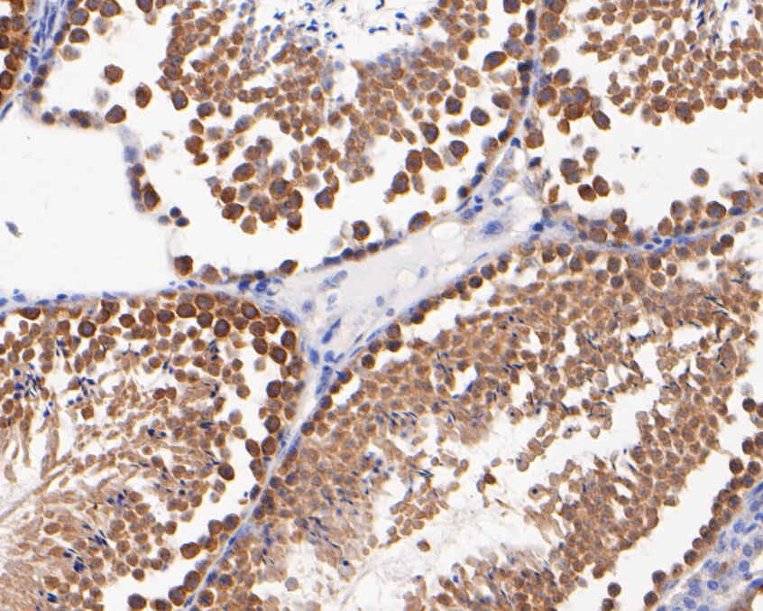 Immunohistochemical analysis of paraffin-embedded mouse testis  tissue using anti-Dysbindin antibody. The section was pre-treated using heat mediated antigen retrieval with sodium citrate buffer (pH 6.0) for 20 minutes. The tissues were blocked in 5% BSA for 30 minutes at room temperature, washed with ddH2O and PBS, and then probed with the primary antibody (ER2001-26, 1/100)  for 30 minutes at room temperature. The detection was performed using an HRP conjugated compact polymer system. DAB was used as the chromogen. Tissues were counterstained with hematoxylin and mounted with DPX.
