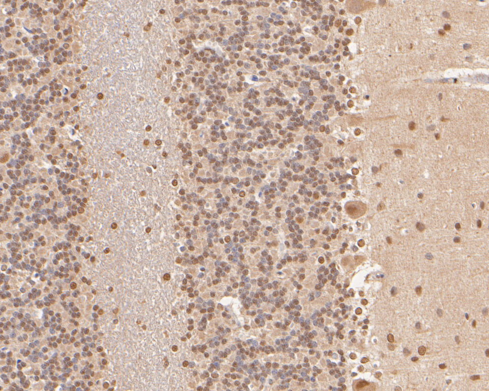 Immunohistochemical analysis of paraffin-embedded rat cerebellum tissue using anti-COPS8 antibody. The section was pre-treated using heat mediated antigen retrieval with sodium citrate buffer (pH 6.0) for 20 minutes. The tissues were blocked in 5% BSA for 30 minutes at room temperature, washed with ddH2O and PBS, and then probed with the primary antibody (ER2001-29, 1/400)  for 30 minutes at room temperature. The detection was performed using an HRP conjugated compact polymer system. DAB was used as the chromogen. Tissues were counterstained with hematoxylin and mounted with DPX.
