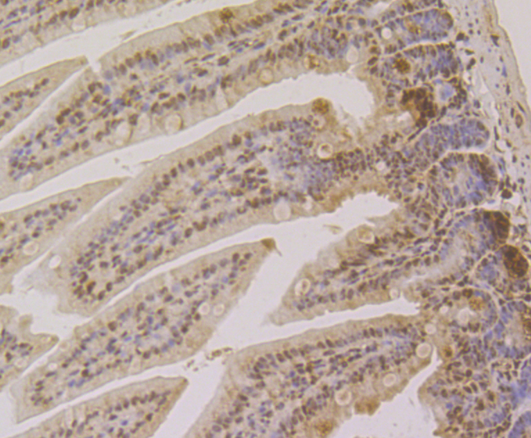 Immunohistochemical analysis of paraffin-embedded mouse colon tissue using anti-CLIC1 antibody. The section was pre-treated using heat mediated antigen retrieval with Tris-EDTA buffer (pH 8.0-8.4) for 20 minutes.The tissues were blocked in 5% BSA for 30 minutes at room temperature, washed with ddH2O and PBS, and then probed with the antibody (ER2001-32) at 1/200 dilution, for 30 minutes at room temperature and detected using an HRP conjugated compact polymer system. DAB was used as the chrogen. Counter stained with hematoxylin and mounted with DPX.