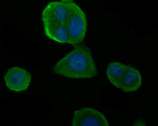 ICC staining of IRS1 in MCF-7 cells (green). Formalin fixed cells were permeabilized with 0.1% Triton X-100 in TBS for 10 minutes at room temperature and blocked with 1% Blocker BSA for 15 minutes at room temperature. Cells were probed with the primary antibody (ER2001-35, 1/100) for 1 hour at room temperature, washed with PBS. Alexa Fluor®488 Goat anti-Rabbit IgG was used as the secondary antibody at 1/100 dilution. The nuclear counter stain is DAPI (blue).
