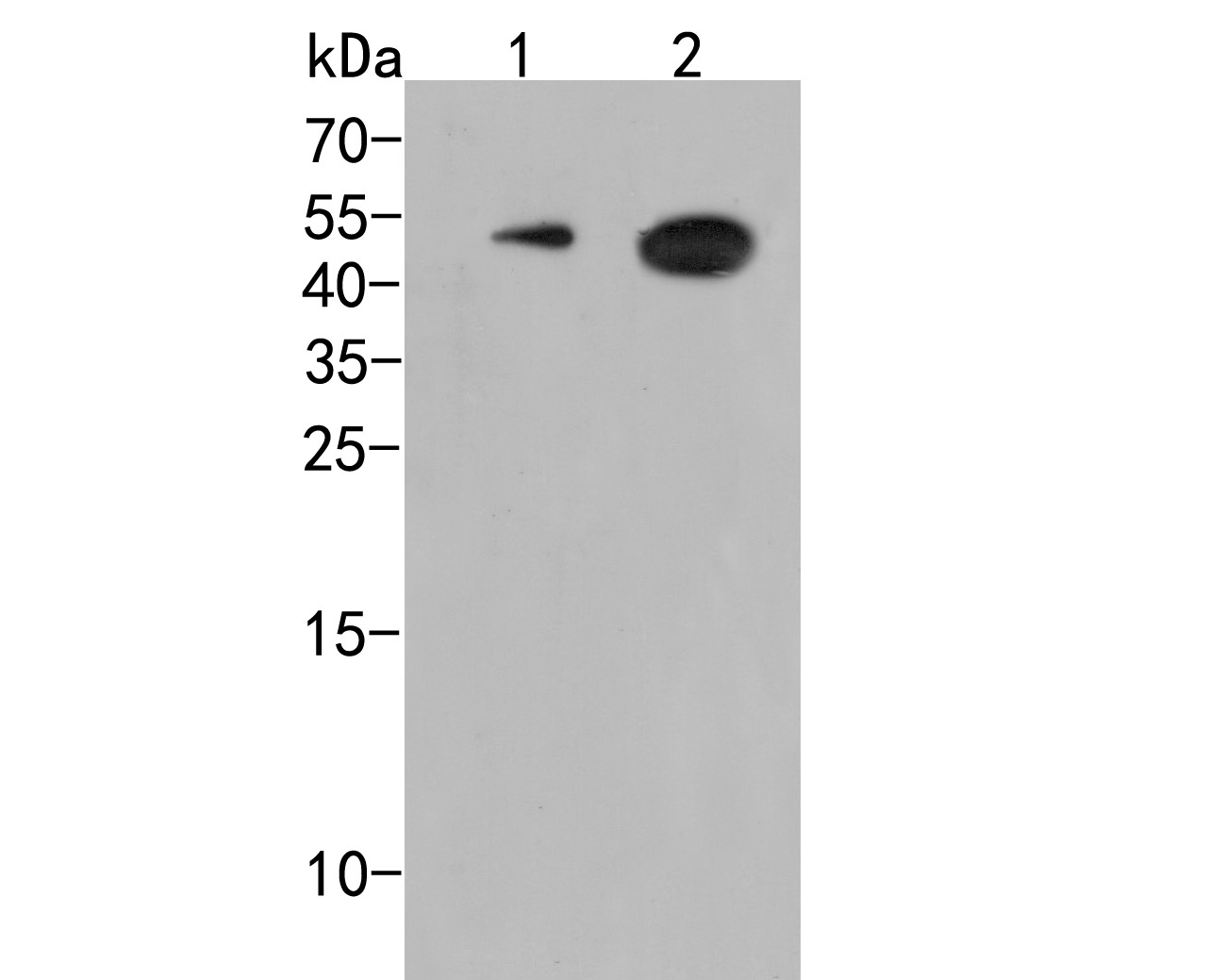 Western blot analysis of CD28 on different lysates. Proteins were transferred to a PVDF membrane and blocked with 5% BSA in PBS for 1 hour at room temperature. The primary antibody (ER2001-42, 1/500) was used in 5% BSA at room temperature for 2 hours. Goat Anti-Rabbit IgG - HRP Secondary Antibody (HA1001) at 1:5,000 dilution was used for 1 hour at room temperature.<br />
Positive control: <br />
Lane 1: Mouse spleen tissue lysate<br />
Lane 2: U937 cell lysate