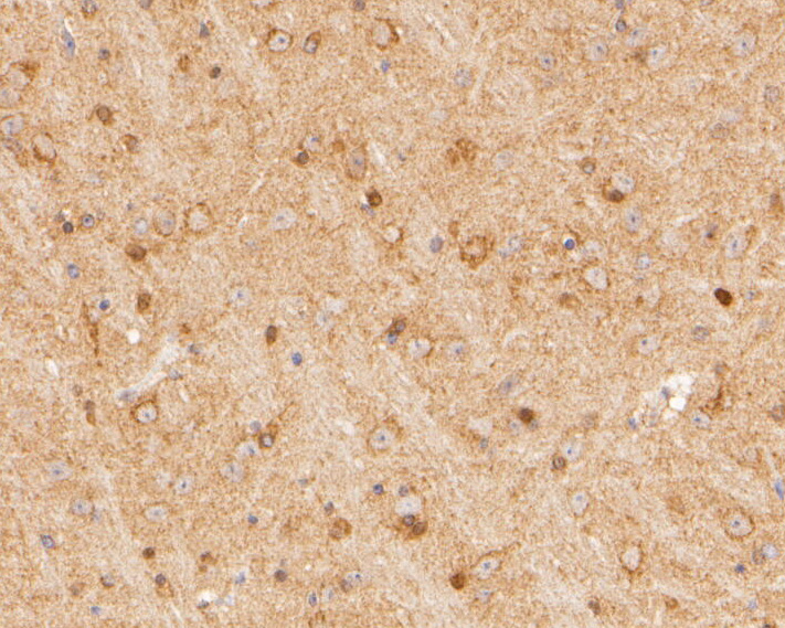 Immunohistochemical analysis of paraffin-embedded mouse brian tissue using anti-SYNDIG1 antibody. The section was pre-treated using heat mediated antigen retrieval with Tris-EDTA buffer (pH 8.0-8.4) for 20 minutes.The tissues were blocked in 5% BSA for 30 minutes at room temperature, washed with ddH2O and PBS, and then probed with the primary antibody (ER2001-43, 1/200) for 30 minutes at room temperature. The detection was performed using an HRP conjugated compact polymer system. DAB was used as the chromogen. Tissues were counterstained with hematoxylin and mounted with DPX.