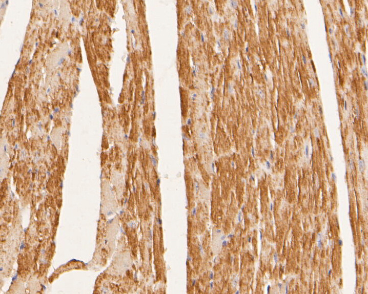 Immunohistochemical analysis of paraffin-embedded mouse heart tissue using anti-SYNDIG1 antibody. The section was pre-treated using heat mediated antigen retrieval with Tris-EDTA buffer (pH 8.0-8.4) for 20 minutes.The tissues were blocked in 5% BSA for 30 minutes at room temperature, washed with ddH2O and PBS, and then probed with the primary antibody (ER2001-43, 1/200) for 30 minutes at room temperature. The detection was performed using an HRP conjugated compact polymer system. DAB was used as the chromogen. Tissues were counterstained with hematoxylin and mounted with DPX.