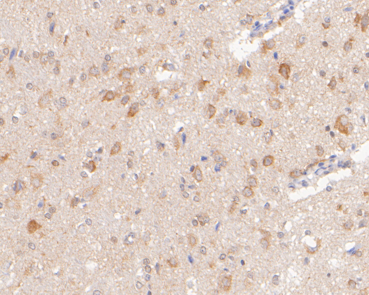 Immunohistochemical analysis of paraffin-embedded rat brain tissue using anti-SYNDIG1 antibody. The section was pre-treated using heat mediated antigen retrieval with Tris-EDTA buffer (pH 8.0-8.4) for 20 minutes.The tissues were blocked in 5% BSA for 30 minutes at room temperature, washed with ddH2O and PBS, and then probed with the primary antibody (ER2001-43, 1/400) for 30 minutes at room temperature. The detection was performed using an HRP conjugated compact polymer system. DAB was used as the chromogen. Tissues were counterstained with hematoxylin and mounted with DPX.