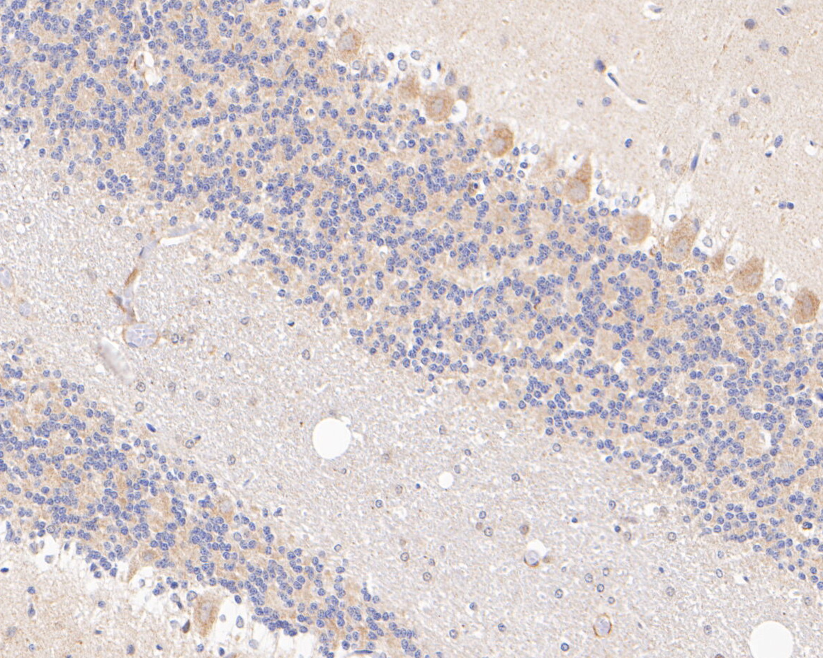 Immunohistochemical analysis of paraffin-embedded rat cerebellum tissue using anti-SYNDIG1 antibody. The section was pre-treated using heat mediated antigen retrieval with Tris-EDTA buffer (pH 8.0-8.4) for 20 minutes.The tissues were blocked in 5% BSA for 30 minutes at room temperature, washed with ddH2O and PBS, and then probed with the primary antibody (ER2001-43, 1/400) for 30 minutes at room temperature. The detection was performed using an HRP conjugated compact polymer system. DAB was used as the chromogen. Tissues were counterstained with hematoxylin and mounted with DPX.