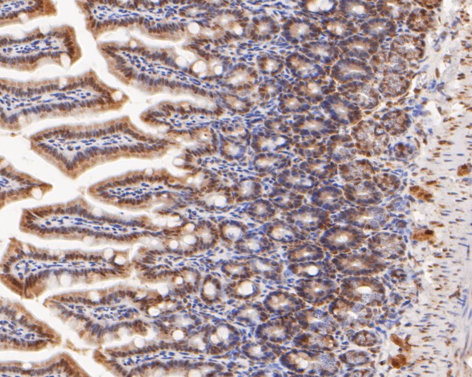 Immunohistochemical analysis of paraffin-embedded mouse colon tissue using anti-Foxk2 antibody. The section was pre-treated using heat mediated antigen retrieval with sodium citrate buffer (pH 6.0) for 20 minutes. The tissues were blocked in 5% BSA for 30 minutes at room temperature, washed with ddH2O and PBS, and then probed with the primary antibody (ER2001-47, 1/500)  for 30 minutes at room temperature. The detection was performed using an HRP conjugated compact polymer system. DAB was used as the chromogen. Tissues were counterstained with hematoxylin and mounted with DPX.