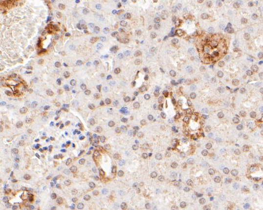Immunohistochemical analysis of paraffin-embedded mouse kidney  tissue using anti-HDLBP antibody. The section was pre-treated using heat mediated antigen retrieval with sodium citrate buffer (pH 6.0) for 20 minutes. The tissues were blocked in 5% BSA for 30 minutes at room temperature, washed with ddH2O and PBS, and then probed with the primary antibody (ER2001-48, 1/50)  for 30 minutes at room temperature. The detection was performed using an HRP conjugated compact polymer system. DAB was used as the chromogen. Tissues were counterstained with hematoxylin and mounted with DPX.