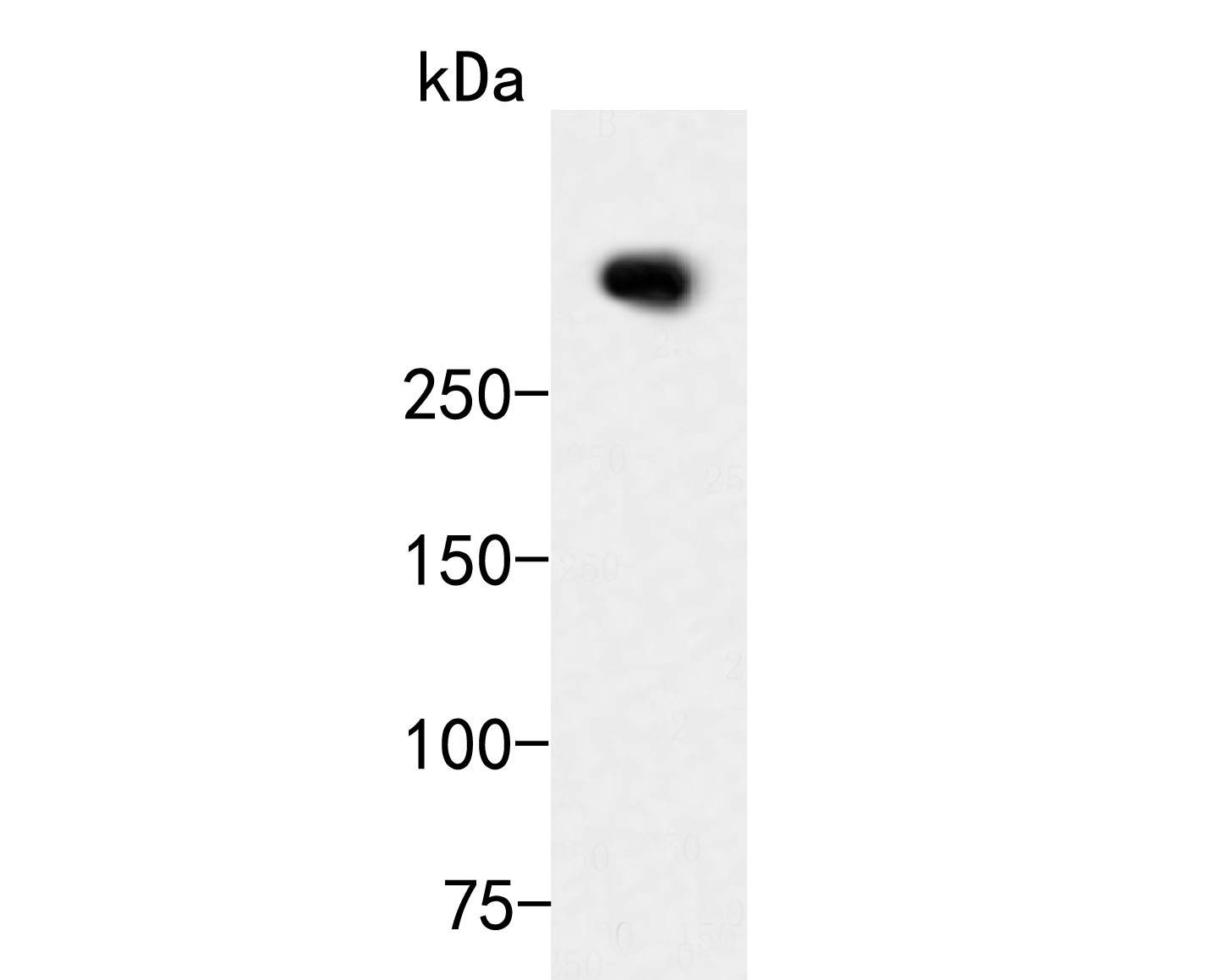 Western blot analysis of ATBF1 on MCF-7 cell  lysates. Proteins were transferred to a PVDF membrane and blocked with 5% BSA in PBS for 1 hour at room temperature. The primary antibody (ER2001-49, 1/500) was used in 5% BSA at room temperature for 2 hours. Goat Anti-Rabbit IgG - HRP Secondary Antibody (HA1001) at 1:5,000 dilution was used for 1 hour at room temperature.