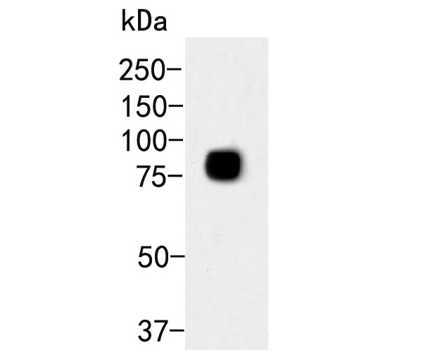 Western blot analysis of Transferrin on HepG2 cell lysates. Proteins were transferred to a PVDF membrane and blocked with 5% BSA in PBS for 1 hour at room temperature. The primary antibody (ER2001-53, 1/500) was used in 5% BSA at room temperature for 2 hours. Goat Anti-Rabbit IgG - HRP Secondary Antibody (HA1001) at 1:5,000 dilution was used for 1 hour at room temperature.