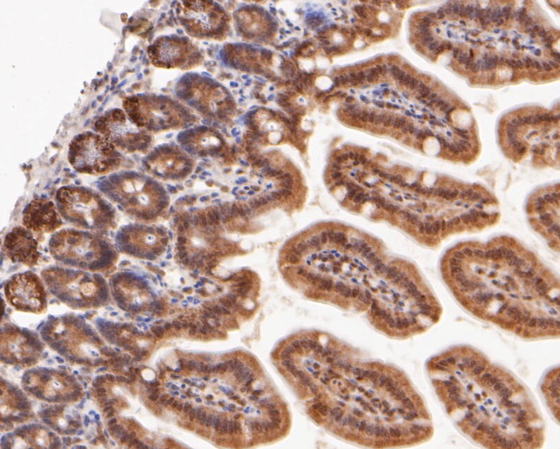 Immunohistochemical analysis of paraffin-embedded mouse colon tissue using anti-eIF-6 antibody. The section was pre-treated using heat mediated antigen retrieval with sodium citrate buffer (pH 6.0) for 20 minutes. The tissues were blocked in 5% BSA for 30 minutes at room temperature, washed with ddH2O and PBS, and then probed with the primary antibody (ER2001-54, 1/2,000)  for 30 minutes at room temperature. The detection was performed using an HRP conjugated compact polymer system. DAB was used as the chromogen. Tissues were counterstained with hematoxylin and mounted with DPX.
