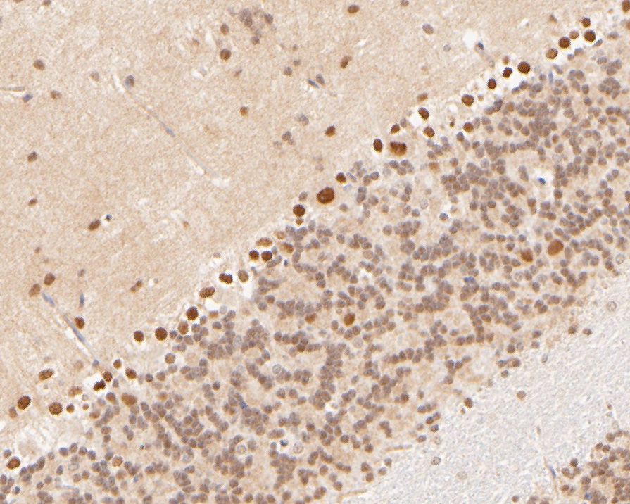 Immunohistochemical analysis of paraffin-embedded rat cerebellum tissue using anti-Cullin 4B antibody. The section was pre-treated using heat mediated antigen retrieval with sodium citrate buffer (pH 6.0) for 20 minutes. The tissues were blocked in 5% BSA for 30 minutes at room temperature, washed with ddH2O and PBS, and then probed with the primary antibody (ER2001-65, 1/1000)  for 30 minutes at room temperature. The detection was performed using an HRP conjugated compact polymer system. DAB was used as the chromogen. Tissues were counterstained with hematoxylin and mounted with DPX.