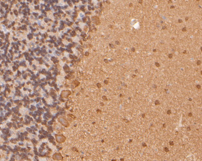 Immunohistochemical analysis of paraffin-embedded rat cerebellum tissue using anti-hNaa50p antibody. The section was pre-treated using heat mediated antigen retrieval with sodium citrate buffer (pH 6.0) for 20 minutes. The tissues were blocked in 5% BSA for 30 minutes at room temperature, washed with ddH2O and PBS, and then probed with the primary antibody (ER2001-66, 1/400)  for 30 minutes at room temperature. The detection was performed using an HRP conjugated compact polymer system. DAB was used as the chromogen. Tissues were counterstained with hematoxylin and mounted with DPX.