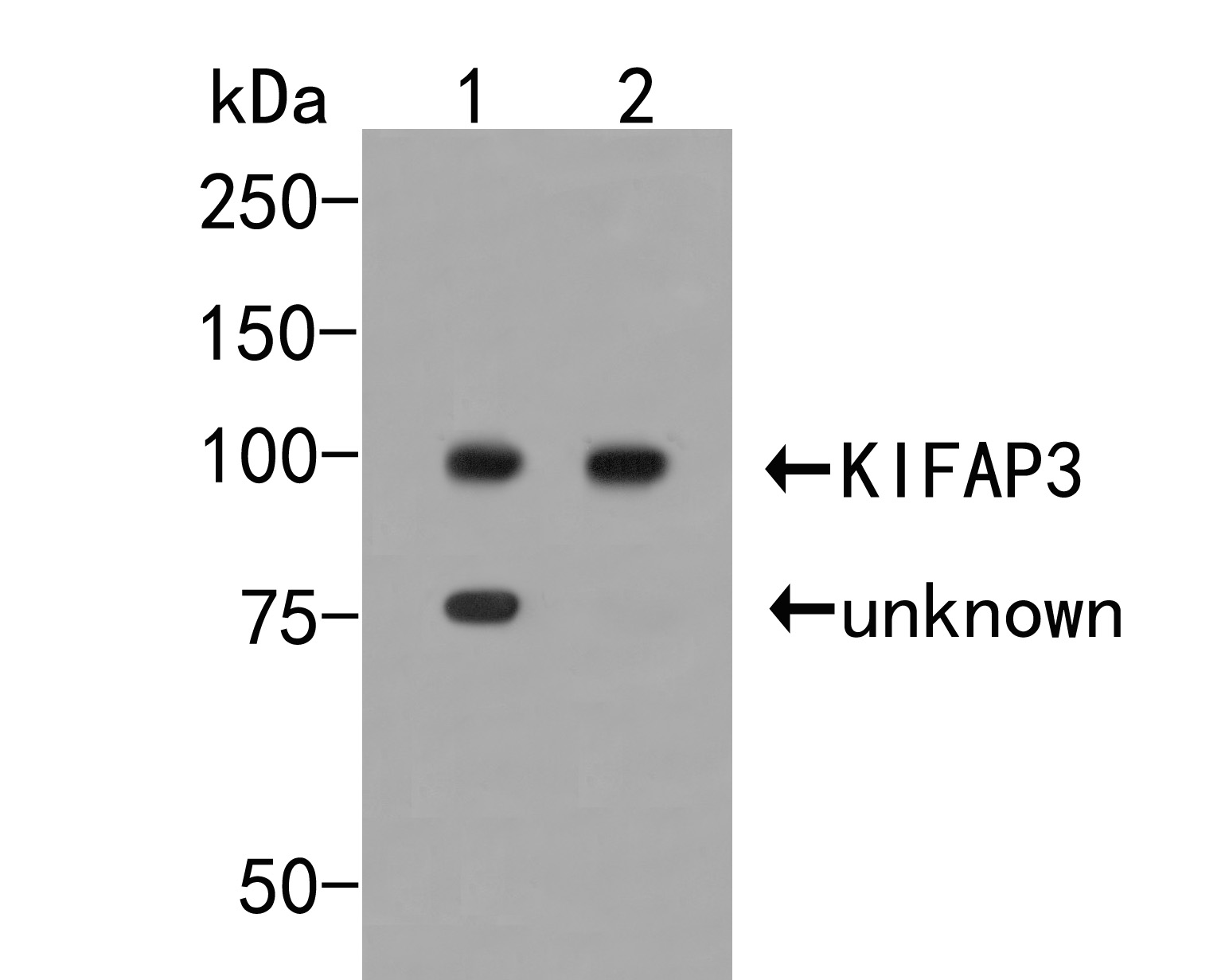 Western blot analysis of KIFAP3 on different lysates. Proteins were transferred to a PVDF membrane and blocked with 5% BSA in PBS for 1 hour at room temperature. The primary antibody (ER2001-69, 1/500) was used in 5% BSA at room temperature for 2 hours. Goat Anti-Rabbit IgG - HRP Secondary Antibody (HA1001) at 1:5,000 dilution was used for 1 hour at room temperature.<br />
Positive control: <br />
Lane 1: K562 cell lysate<br />
Lane 2: Rat testis tissue lysate