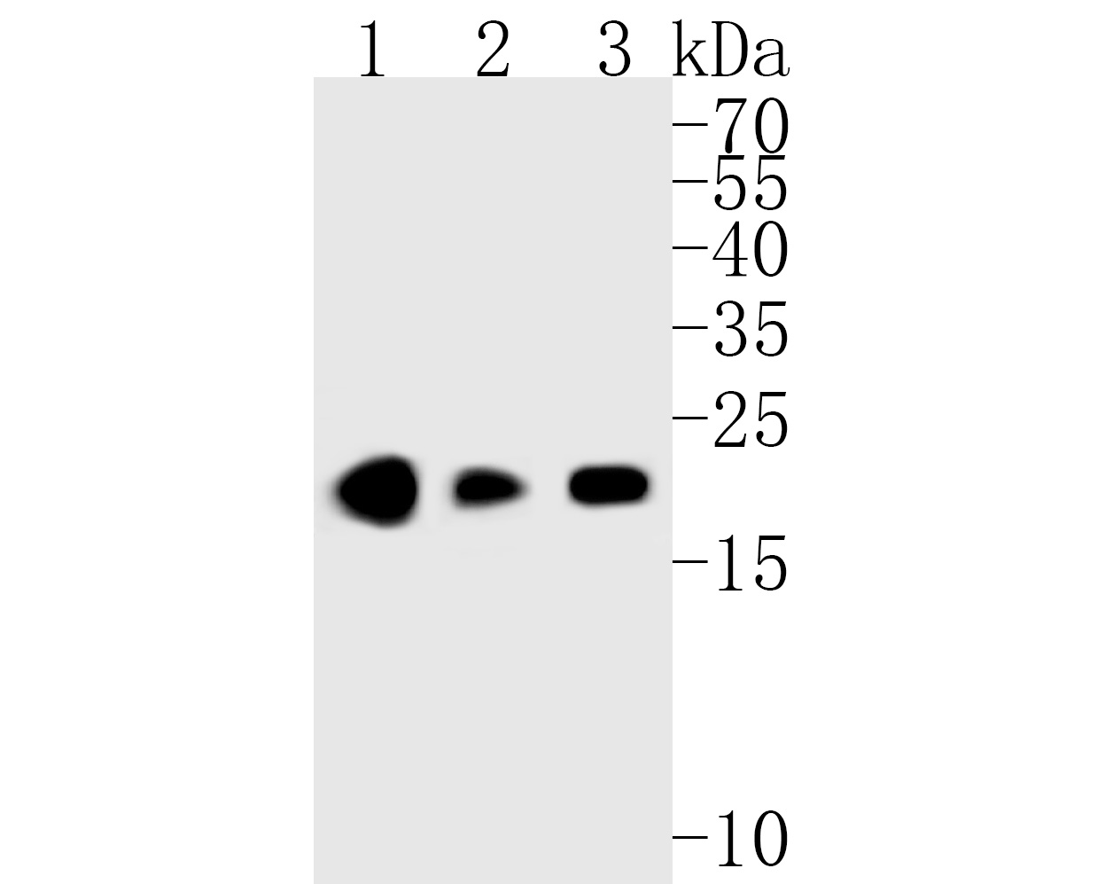 Western blot analysis of Ube2B on different lysates. Proteins were transferred to a PVDF membrane and blocked with 5% BSA in PBS for 1 hour at room temperature. The primary antibody (ET7111-09, 1/1,000) was used in 5% BSA at room temperature for 2 hours. Goat Anti-Rabbit IgG - HRP Secondary Antibody (HA1001) at 1:5,000 dilution was used for 1 hour at room temperature.<br />
Positive control: <br />
Lane 1: A431 cell lysate<br />
Lane 2: THP-1 cell lysate<br />
Lane 3: HepG2 cell lysate