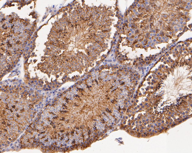 Immunohistochemical analysis of paraffin-embedded mouse testis tissue using anti-PGD antibody. The section was pre-treated using heat mediated antigen retrieval with Tris-EDTA buffer (pH 8.0-8.4) for 20 minutes.The tissues were blocked in 5% BSA for 30 minutes at room temperature, washed with ddH2O and PBS, and then probed with the primary antibody (ET7111-12, 1/50) for 30 minutes at room temperature. The detection was performed using an HRP conjugated compact polymer system. DAB was used as the chromogen. Tissues were counterstained with hematoxylin and mounted with DPX.