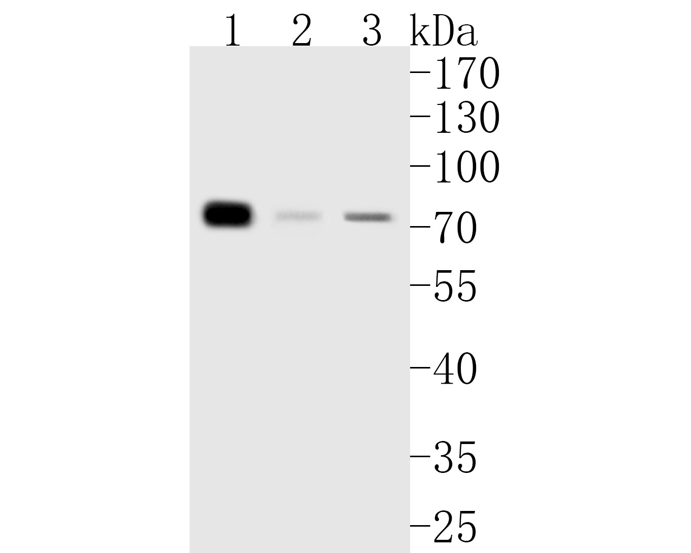 Western blot analysis of HTF9C on different lysates. Proteins were transferred to a PVDF membrane and blocked with 5% BSA in PBS for 1 hour at room temperature. The primary antibody (ET7111-14, 1/1,000) was used in 5% BSA at room temperature for 2 hours. Goat Anti-Rabbit IgG - HRP Secondary Antibody (HA1001) at 1:5,000 dilution was used for 1 hour at room temperature.<br />
Positive control: <br />
Lane 1: 293 cell lysate<br />
Lane 2: Jurkat cell lysate<br />
Lane 2: MCF-7 cell lysate