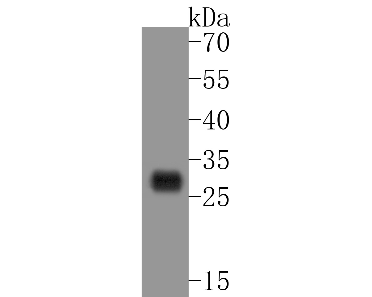 Western blot analysis of HLA-DRB4 on Raji cell lysates. Proteins were transferred to a PVDF membrane and blocked with 5% BSA in PBS for 1 hour at room temperature. The primary antibody (ET7111-17, 1/1,000) was used in 5% BSA at room temperature for 2 hours. Goat Anti-Rabbit IgG - HRP Secondary Antibody (HA1001) at 1:5,000 dilution was used for 1 hour at room temperature.