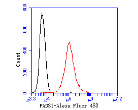 Flow cytometric analysis of FADS1 was done on A549 cells. The cells were fixed, permeabilized and stained with the primary antibody (ET7111-19, 1/50) (red). After incubation of the primary antibody at room temperature for an hour, the cells were stained with a Alexa Fluor 488-conjugated Goat anti-Rabbit IgG Secondary antibody at 1/1000 dilution for 30 minutes.Unlabelled sample was used as a control (cells without incubation with primary antibody; black).