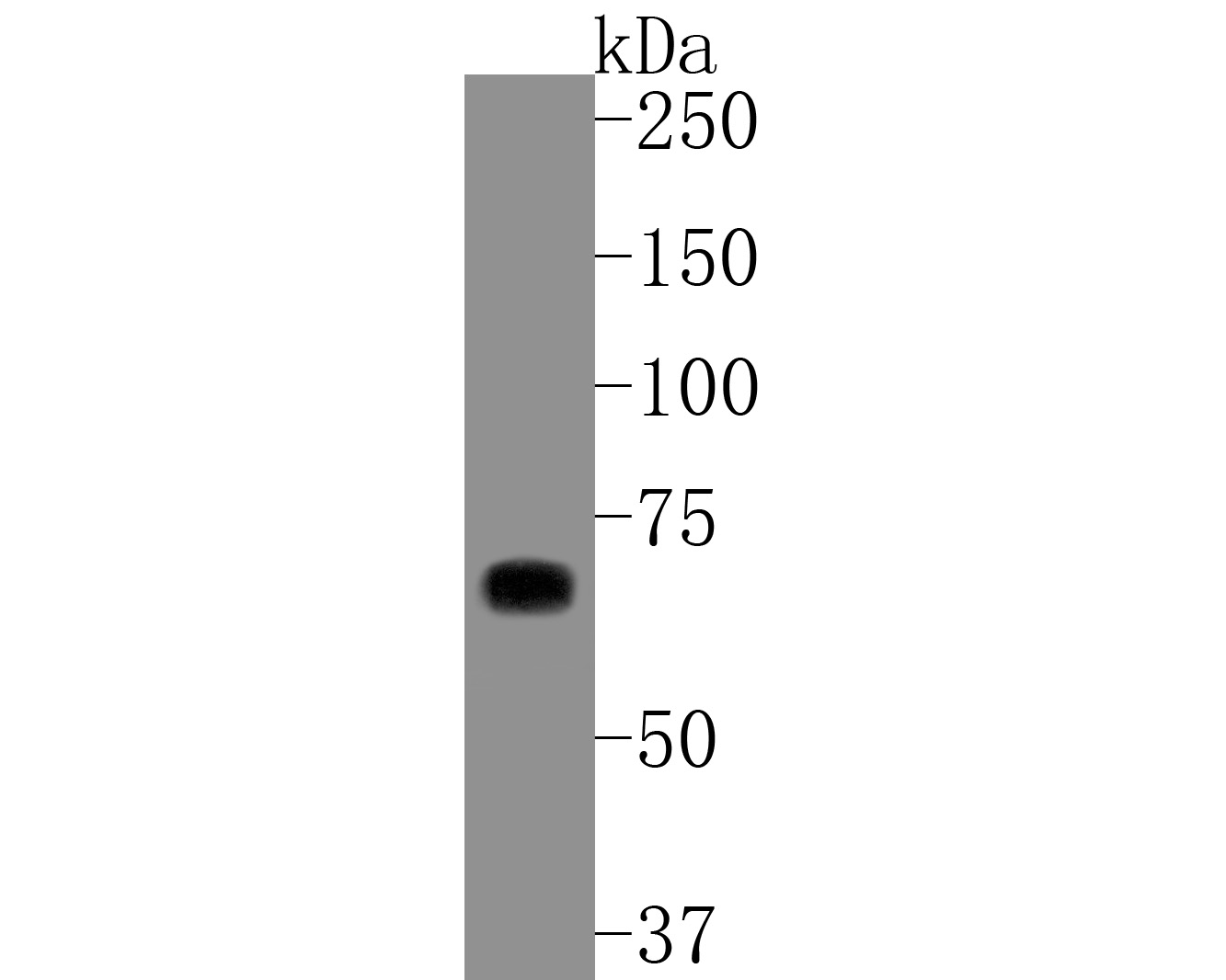 Western blot analysis of Themis on Jurkat cell lysates. Proteins were transferred to a PVDF membrane and blocked with 5% BSA in PBS for 1 hour at room temperature. The primary antibody (ET7111-20, 1/1,000) was used in 5% BSA at room temperature for 2 hours. Goat Anti-Rabbit IgG - HRP Secondary Antibody (HA1001) at 1:5,000 dilution was used for 1 hour at room temperature.