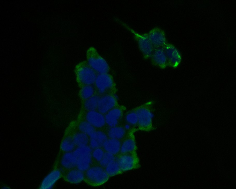 ICC staining of Themis in 293T cells (green). Formalin fixed cells were permeabilized with 0.1% Triton X-100 in TBS for 10 minutes at room temperature and blocked with 1% Blocker BSA for 15 minutes at room temperature. Cells were probed with the primary antibody (ET7111-20, 1/50) for 1 hour at room temperature, washed with PBS. Alexa Fluor®488 Goat anti-Rabbit IgG was used as the secondary antibody at 1/1,000 dilution. The nuclear counter stain is DAPI (blue).